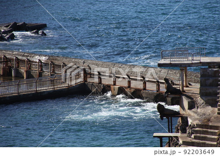 トド_おたる水族館 トド_おたる水族館 92203649