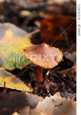 秋の可愛い茶色いキノコ 92203651