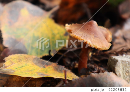 秋の可愛い茶色いキノコ 92203652
