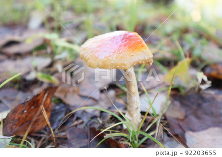 秋の天然の可愛いキノコ 92203655