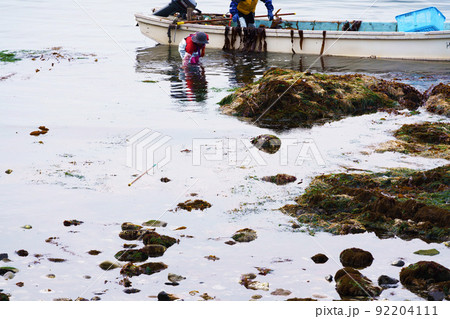 コンブ漁　北海道 92204111
