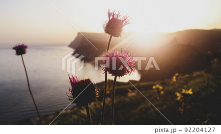 Wildflowers against seascape at sunset 92204127