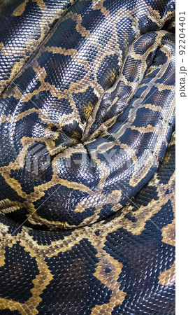 Reticulated Python in the Philippines Reticulated Python in the Philippines 92204401
