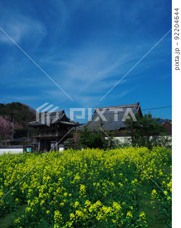 三重県津市榊原町 菜の花畑と圓浄時 三重県津市榊原町 菜の花畑と圓浄時 92204644