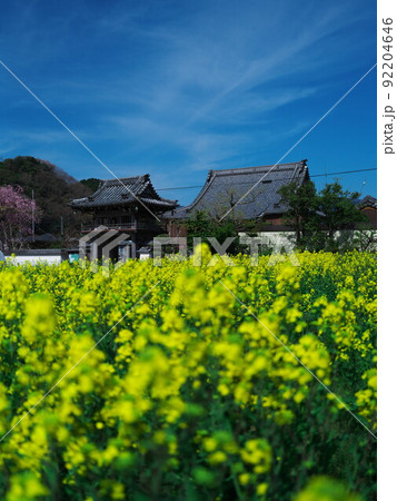三重県津市榊原町　菜の花畑と圓浄時 92204646
