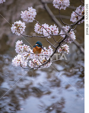 恩田川の桜と野鳥　カワセミ 92205166