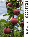 Branch of red-flesh apple tree variety with fruits growing on 92205522