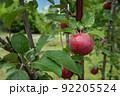 Close-up of red-flesh apple covered by water drops and growing on branch 92205524