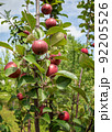 Close-up of red-flesh apple tree variety with fruits on branches 92205526