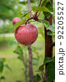 Red-flesh apple fruit variety, covered by water drops, growing on branch 92205527