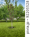 Red-flesh apple tree with growing fruits in garden 92205528