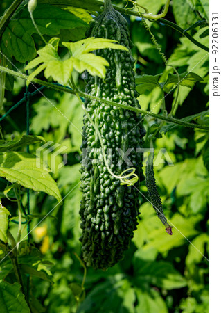 7月の家庭菜園で収穫前のゴーヤ 92206331