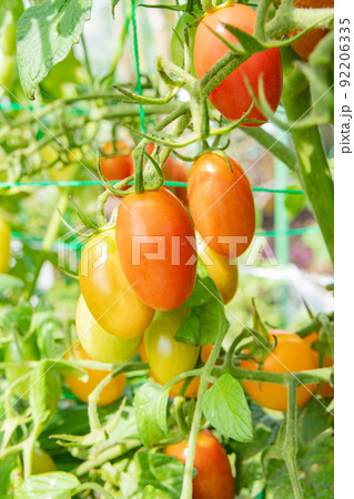 7月の家庭菜園で色づき始めたミニトマト 7月の家庭菜園で色づき始めたミニトマト 92206335