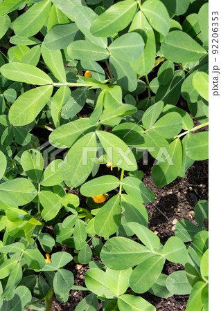 7月の家庭菜園で咲き出した落花生の花 92206353