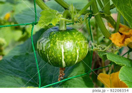7月の家庭菜園で大きくなり始めたカボチャ 7月の家庭菜園で大きくなり始めたカボチャ 92206354