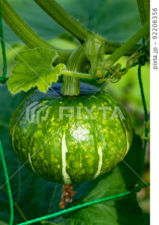 7月の家庭菜園で大きくなり始めたカボチャ 7月の家庭菜園で大きくなり始めたカボチャ 92206356