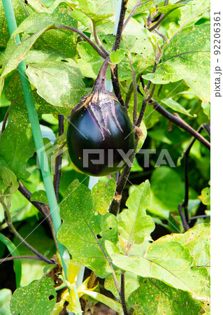 7月の家庭菜園で収穫前の丸ナス 92206361