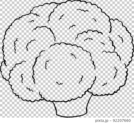 cauliflower cauliflower 92207660