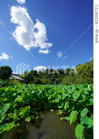 蓮池 92208721