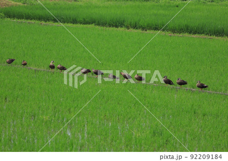 カルガモの休憩 92209184