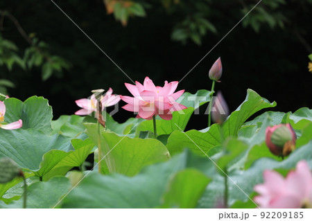 大賀ハス 92209185