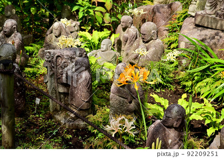大和市花のお寺常泉寺のヒガンバナ 大和市花のお寺常泉寺のヒガンバナ 92209251