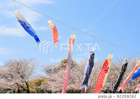 鯉のぼりと桜 鯉のぼりと桜 92209262