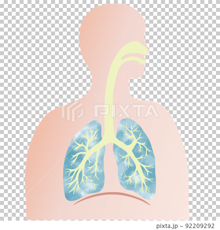 水彩紋理人的彩色肺和支氣管插圖和剪影 水彩紋理人的彩色肺和支氣管插圖和剪影 92209292