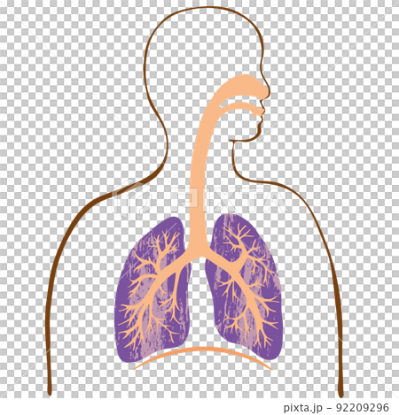Colorful lung and bronchial illustrations and silhouettes of people with watercolor textures Colorful lung and bronchial illustrations and silhouettes of people with watercolor textures 92209296