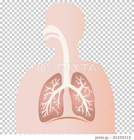 五顏六色的肺和支氣管插圖和人的剪影 92209318