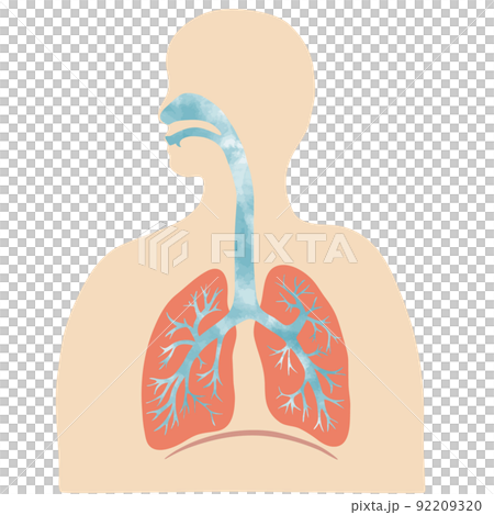 水彩紋理人的彩色肺和支氣管插圖和剪影 92209320