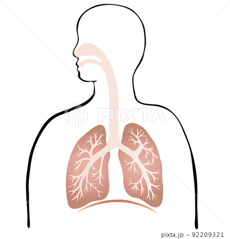 カラフルな肺と気管支のイラストと人のシルエット カラフルな肺と気管支のイラストと人のシルエット 92209321