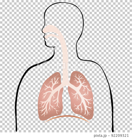 カラフルな肺と気管支のイラストと人のシルエット カラフルな肺と気管支のイラストと人のシルエット 92209321