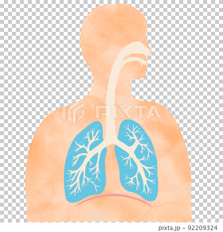 Colorful lung and bronchial illustrations and silhouettes of people with watercolor textures 92209324