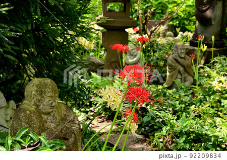 大和市花のお寺常泉寺のヒガンバナ 大和市花のお寺常泉寺のヒガンバナ 92209834