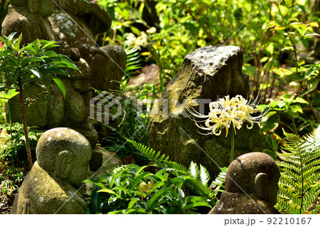 大和市花のお寺常泉寺のヒガンバナ 大和市花のお寺常泉寺のヒガンバナ 92210167