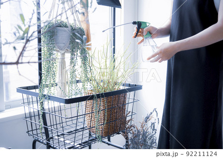 明るい植物のある窓辺で観葉植物に水やりする日本人女性 92211124