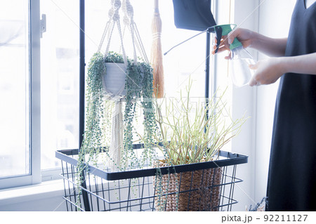 明るい植物のある窓辺で観葉植物に水やりする日本人女性 明るい植物のある窓辺で観葉植物に水やりする日本人女性 92211127