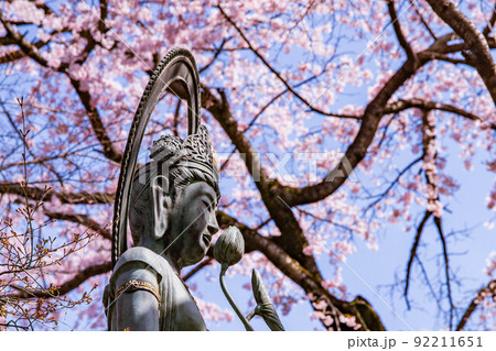 小江戸川越の春 中院 出世観音像と満開の桜 小江戸川越の春 中院 出世観音像と満開の桜 92211651
