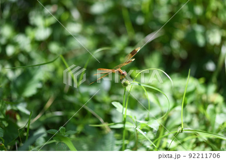 未熟な赤トンボ・ミヤマアカネ（深山茜） 92211706