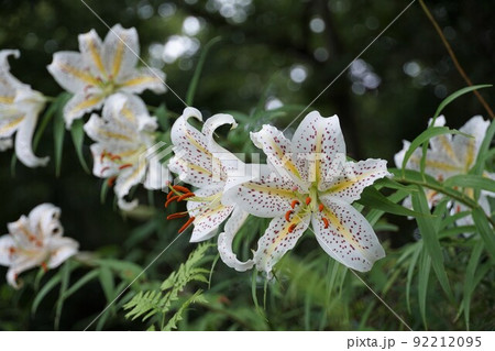 7月　茨城県水郷県民の森　山百合の咲く風景　アップ・イメージ 92212095