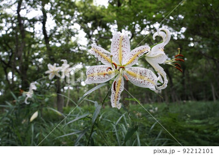 7月 茨城県水郷県民の森 山百合の咲く風景 アップ・イメージ 7月 茨城県水郷県民の森 山百合の咲く風景 アップ・イメージ 92212101