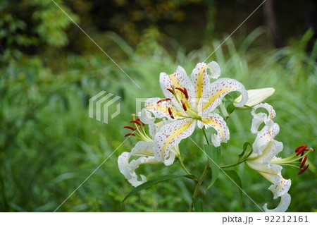 7月　茨城県水郷県民の森　山百合の咲く風景　アップ・イメージ 92212161