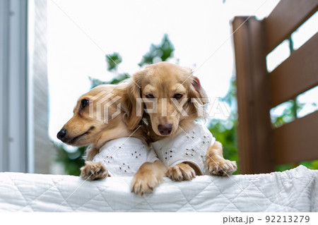 成犬　カニンヘンダックスフンド 92213279