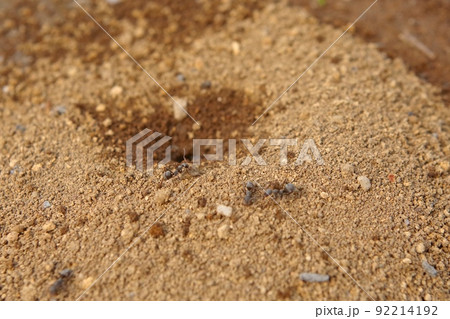 アリの巣 92214192