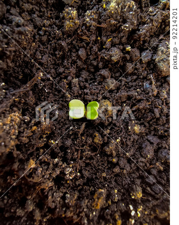 potted sprouts from the earth green in a pot potted sprouts from the earth green in a pot 92214201