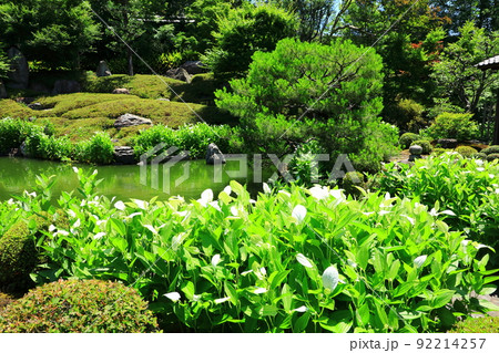 初夏の両足院　半夏生咲く庭園 92214257