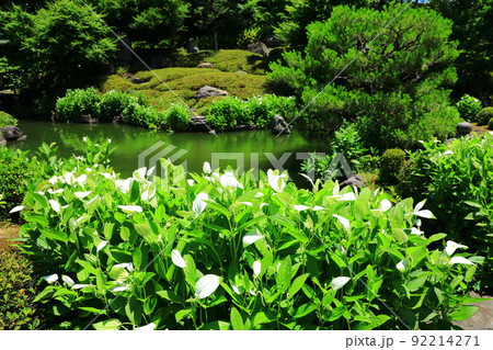 初夏の両足院　半夏生咲く庭園 92214271
