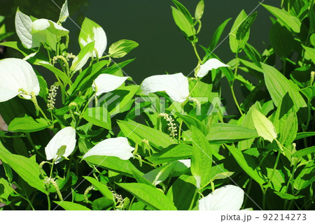 初夏の両足院 半夏生咲く庭園 初夏の両足院 半夏生咲く庭園 92214273