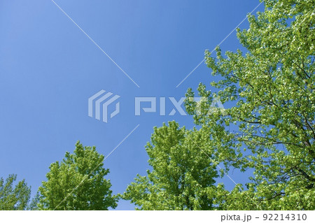 緑葉と青空のコピースペース 緑葉と青空のコピースペース 92214310